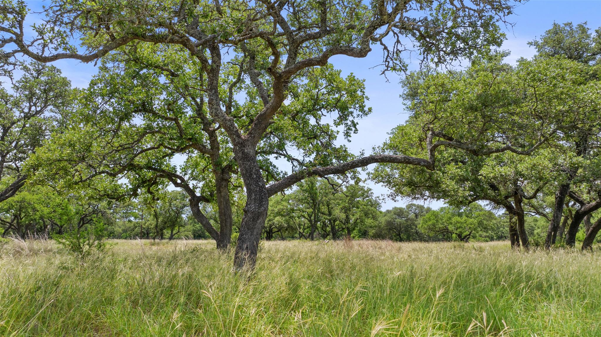 1241 Sandy Oaks Ranch Rd, Johnson City, TX 78636