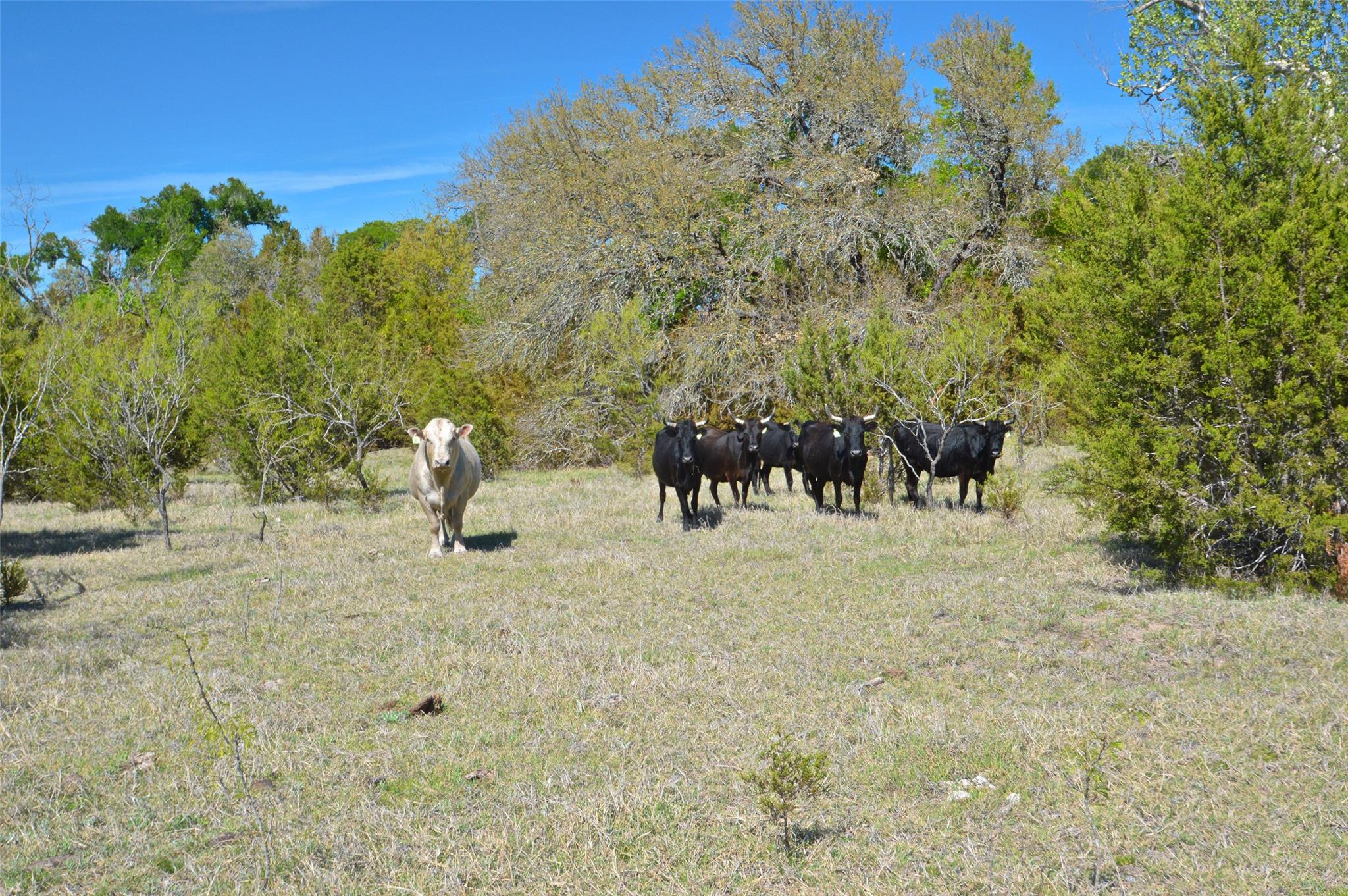 0 FM 581 Highway, Lometa, TX 76853
