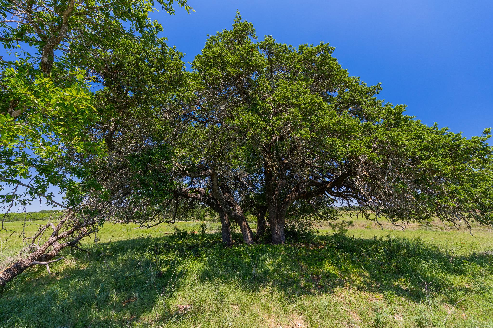 Purmela, TX 76566