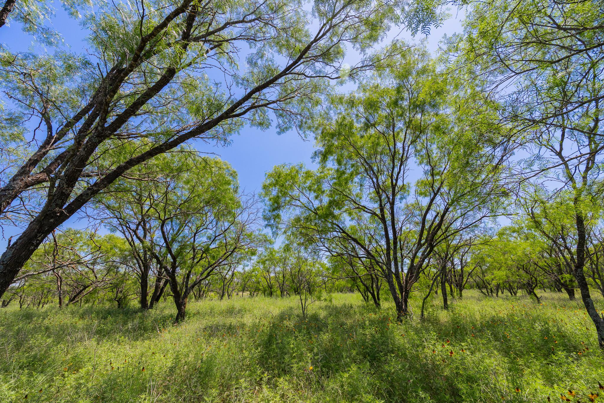 Purmela, TX 76566